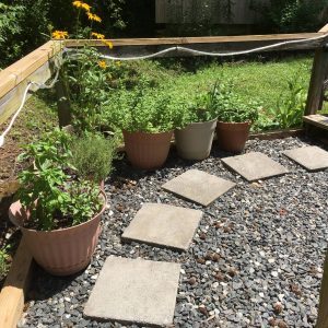 The Cedar Cabin Plants